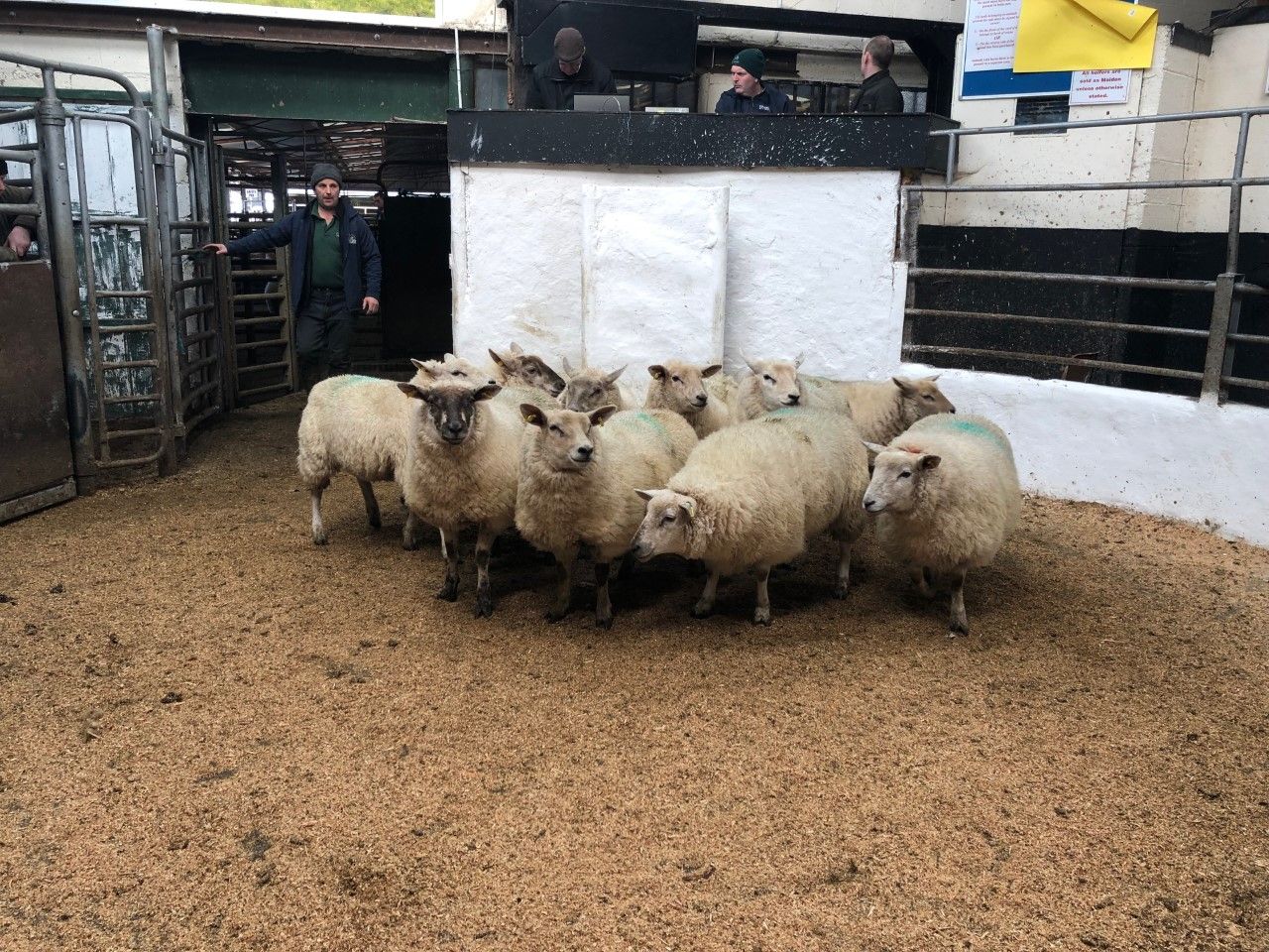 Pics and prices: Well-fleshed hoggets and ewes in high demand at Tullow Mart