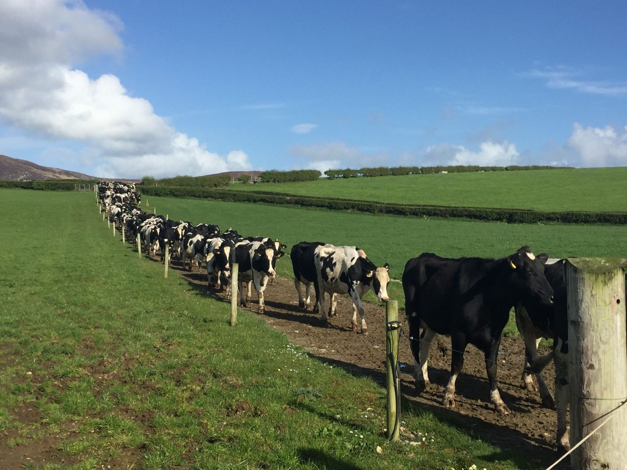 Dairy focus: Calving 300 cows and selling surplus stock in Co. Donegal