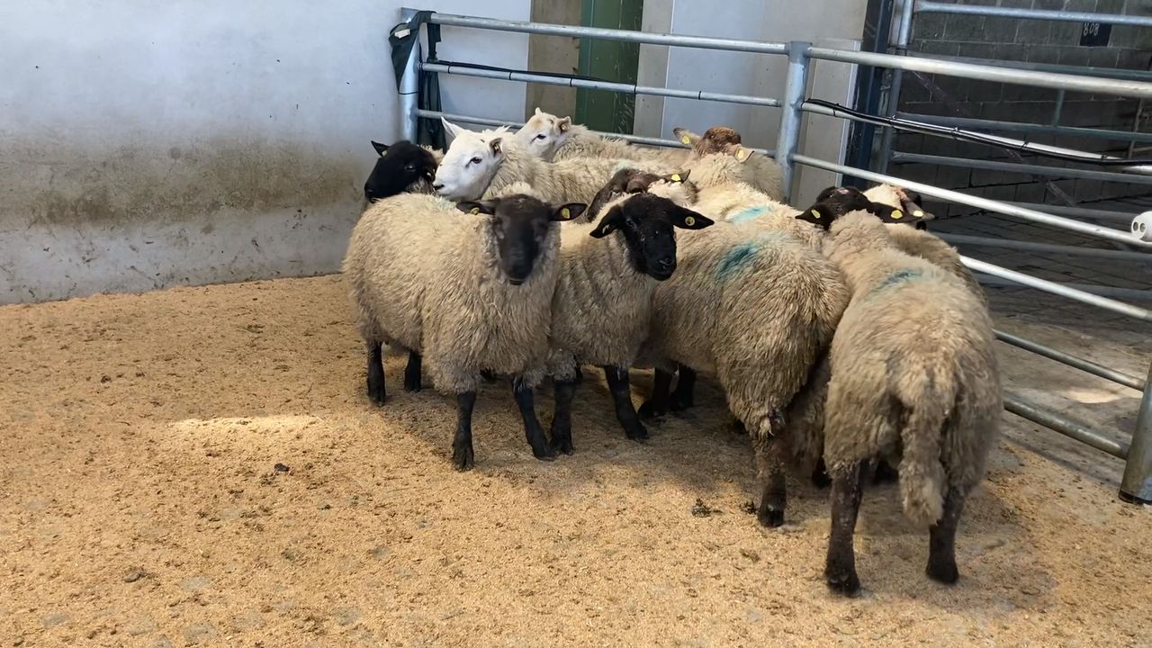 Sheep trade: Hogget prices generally topping €7.20-7.30/kg