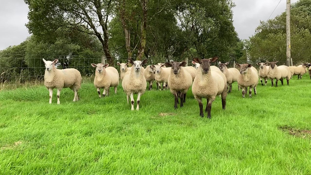 Carrick Prolific Ewe Lamb Breeders' sale set to see 1,100 lambs on offer