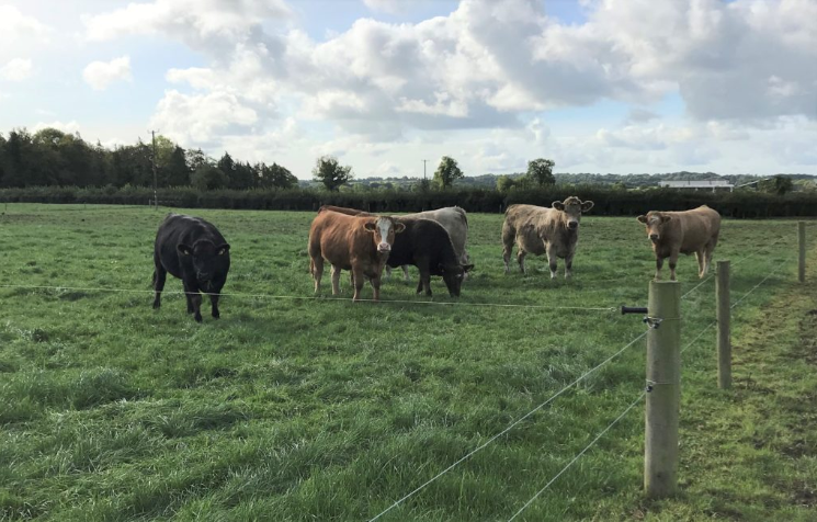 How can I get grazing back on track?