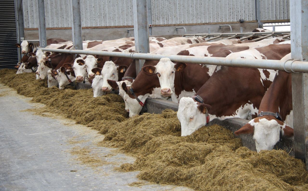 Modern-day Montbeliarde: Building this herd from the ground up