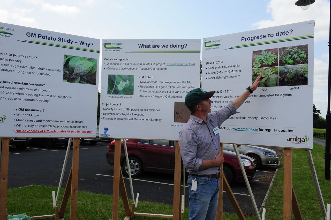 Positive initial findings in Irish GM potato trials