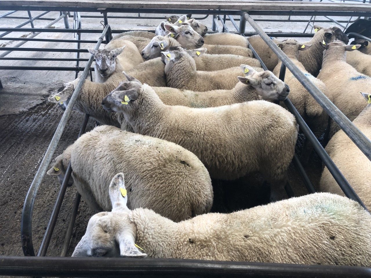 Sheep marts: Boost in factory lamb prices