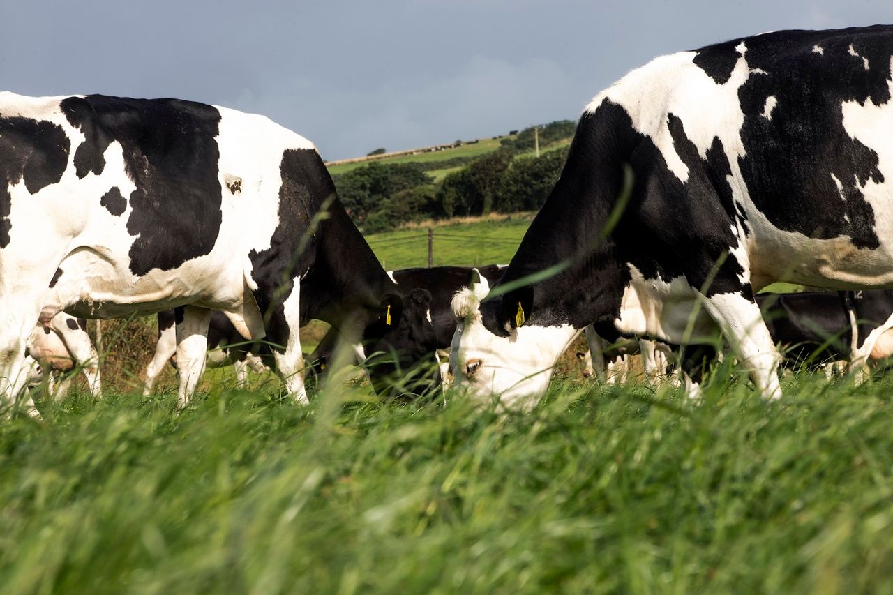 NDC consumer survey: Dairy farming at the heart of Irish life