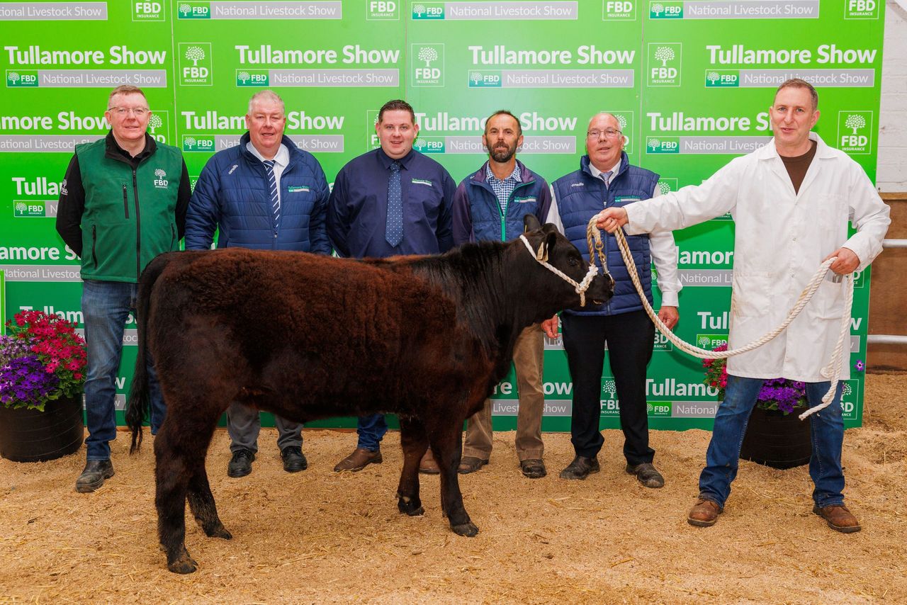 Young handlers' event marks launch of 2025 Tullamore Show
