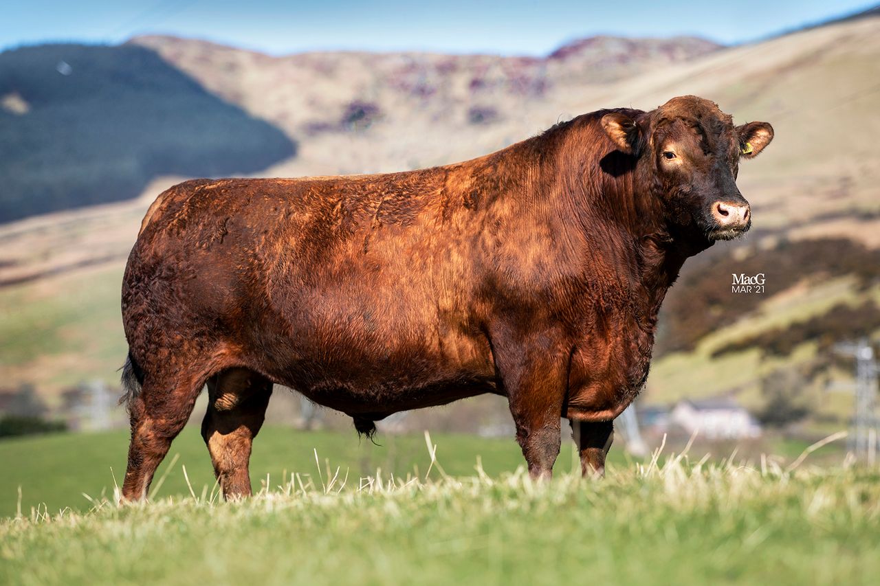 Stabiliser cattle breeder commits to genomic EBVs