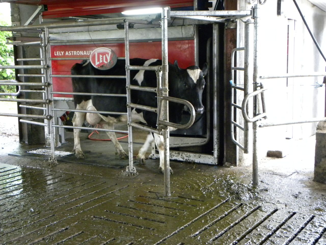 Pics and video: Using milking robots to bridge the gap between two farms