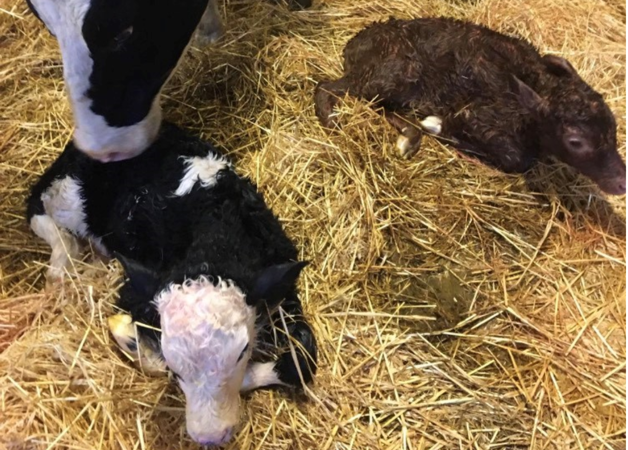 Clare cow gives birth to twin calves...of different breeds