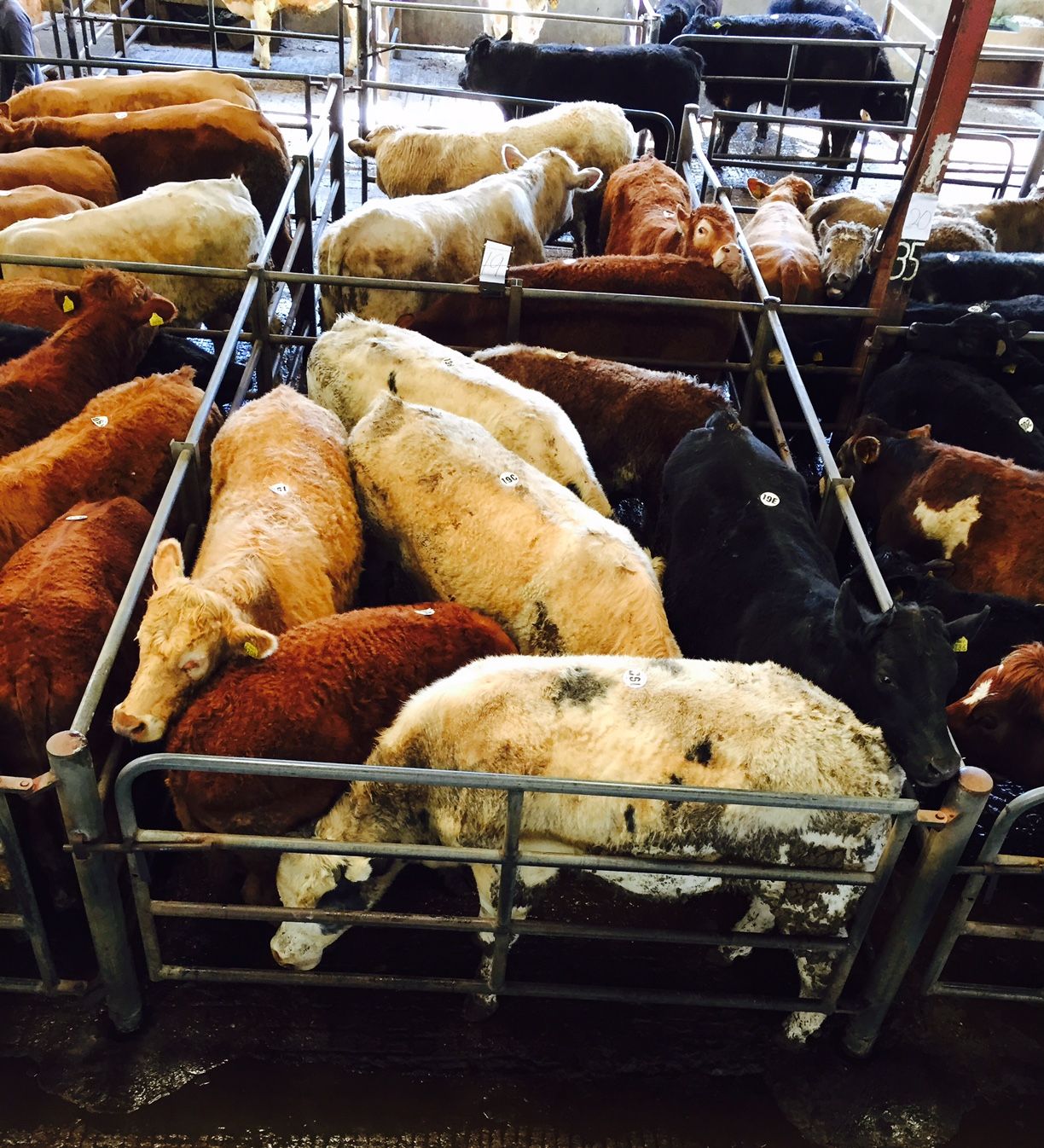 Wait continues for Turkish live export approval