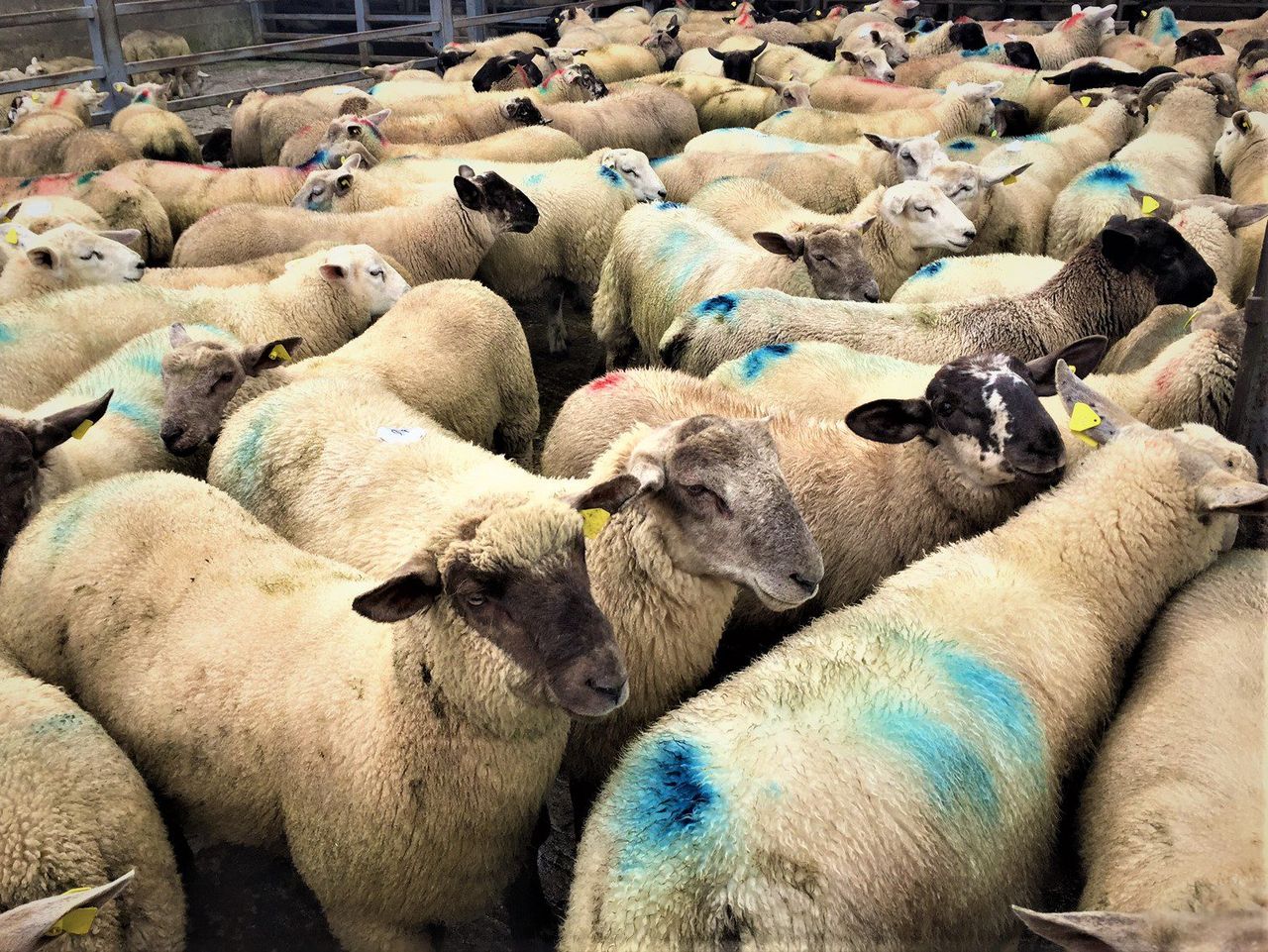 Sheep factories: Quotes unchanged as Ophelia takes its toll