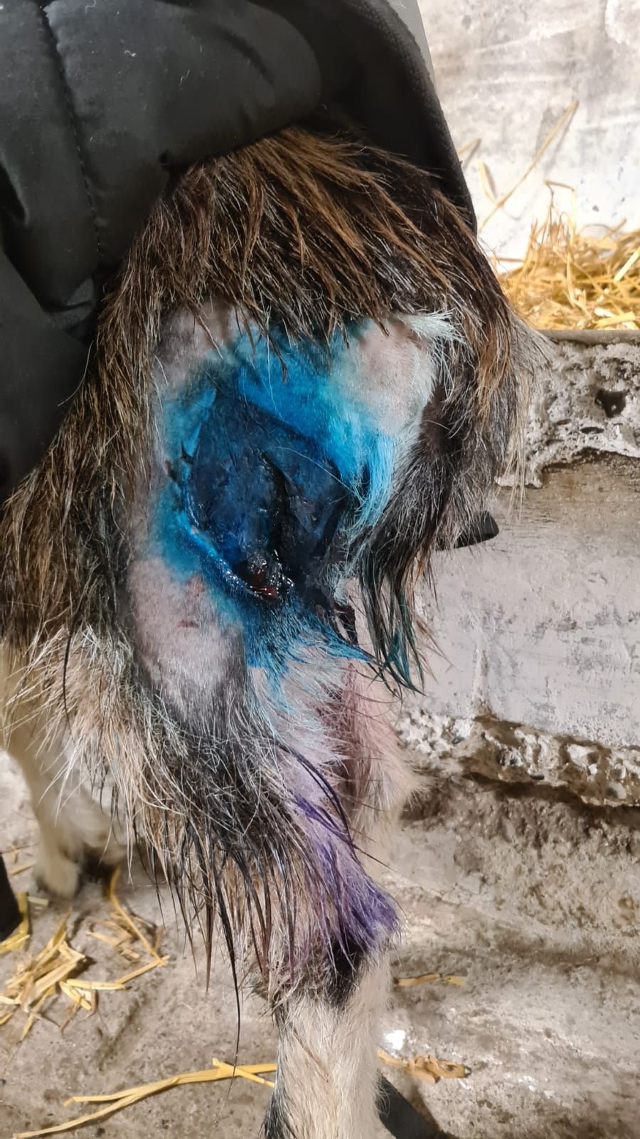 Goats from Howth herd to 'make full recovery' after dog attack