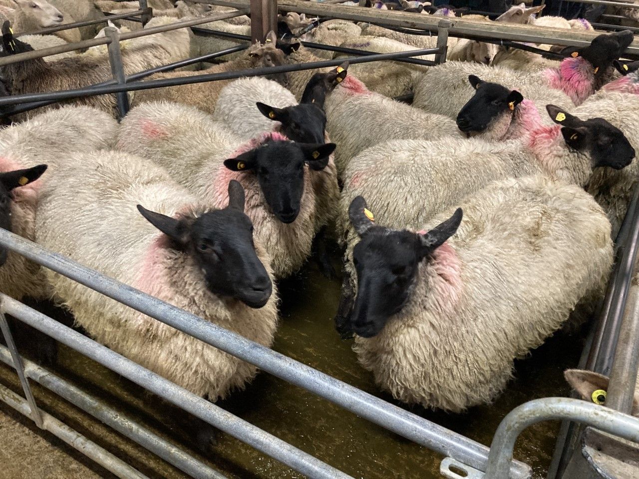 Sheep trade: Lamb quotes fall below €6.00/kg
