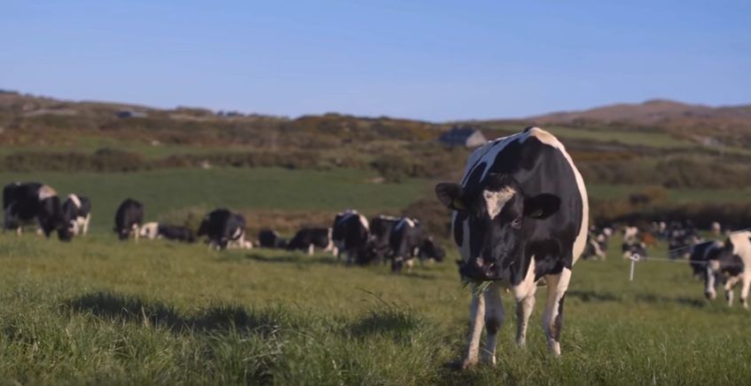 Farmers to get the chance to see inside Ireland's top dairy farm