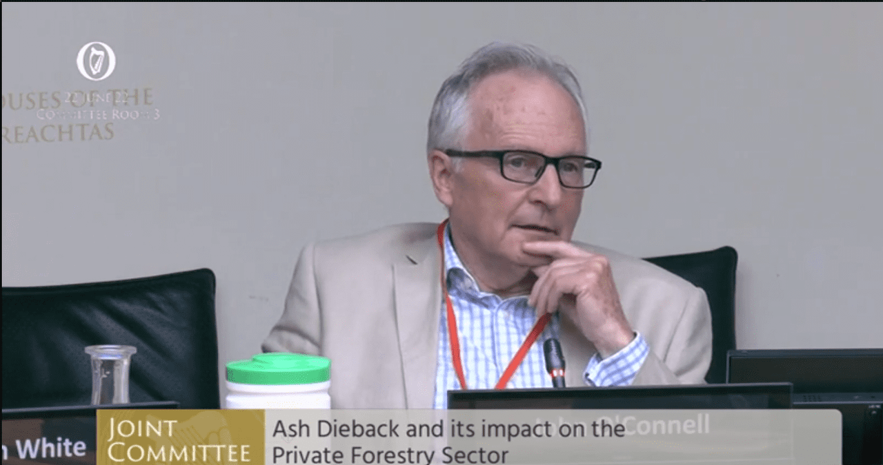 'Ash is gone. Ash is dead' - the ash dieback toll is more than a financial one