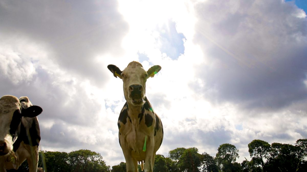 Reduction in agri-emissions 'in spite of, not due to' govt support