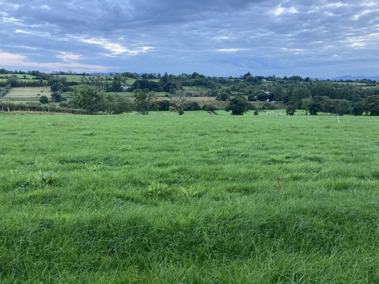 Building grass now for next spring
