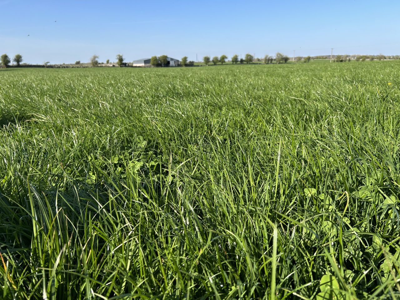 Why farmers need to be aware that grass clover swards pose a threat at this time of year