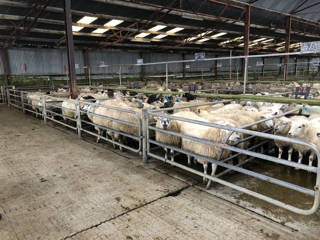 Brighter trade seen for heavy hoggets at some marts throughout the week