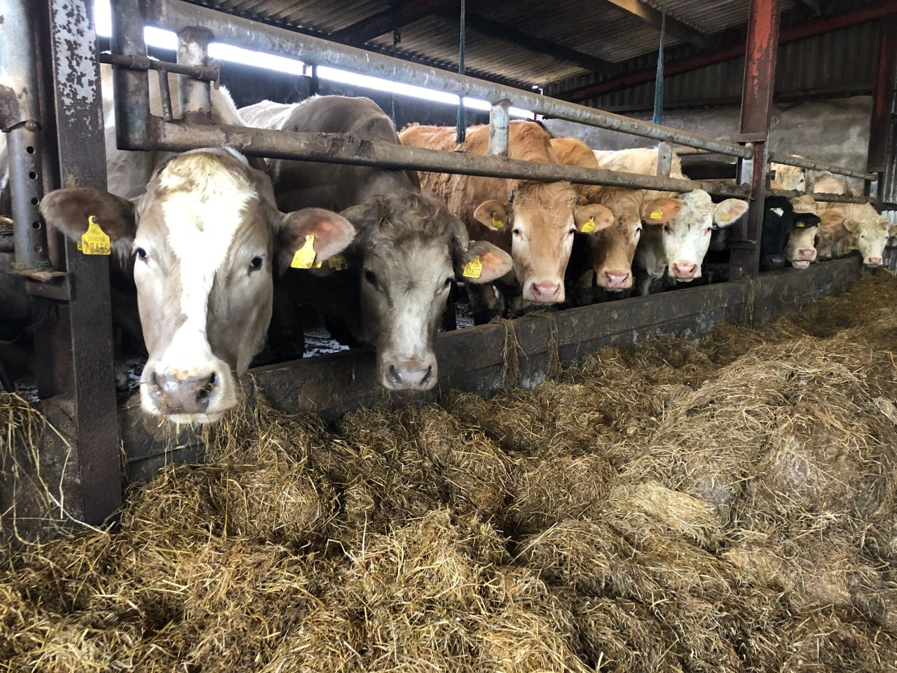 Beef kill: Demand for cattle continues to outstrip supply