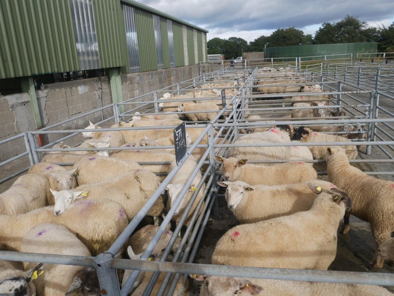 Sheep marts: Demand for finished lambs remains strong