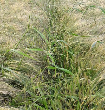 Controlling wild oats with broadleaved application