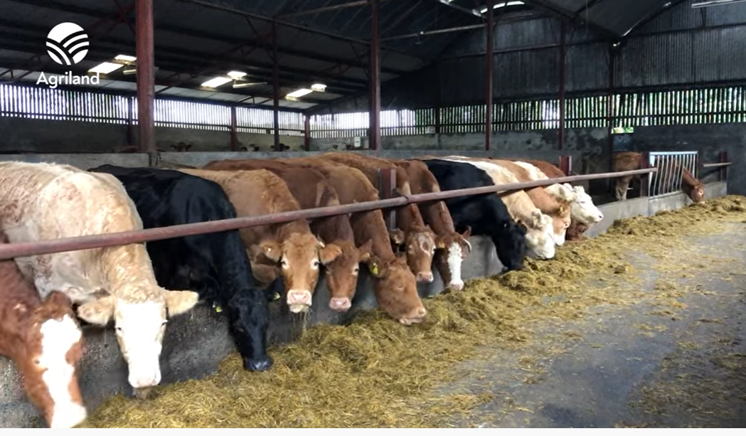 Factory quotes: Cow price falls as beef trade tightens