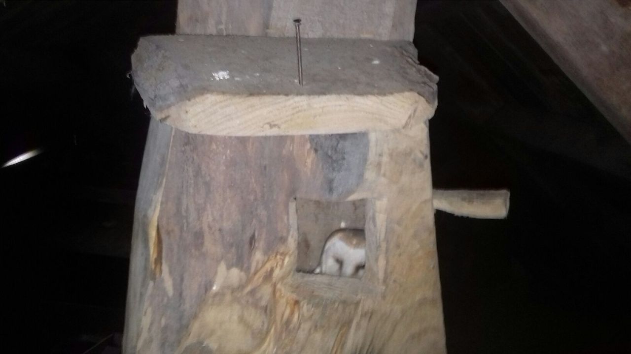 Barn owl bonus for Galway family on outbuilding conservation drive