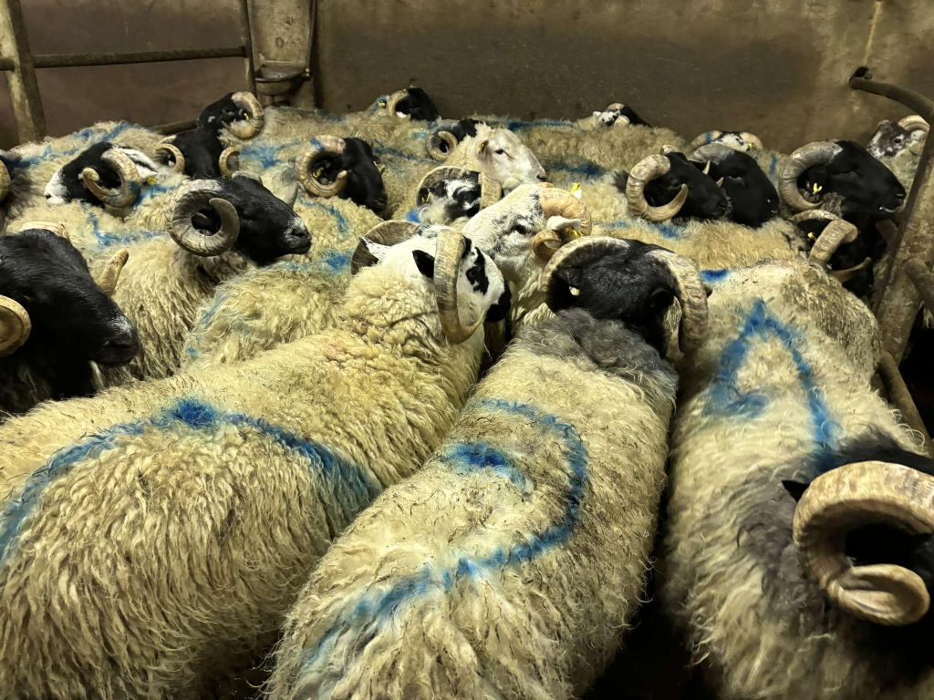 Source: Manorhamilton Livestock Sales