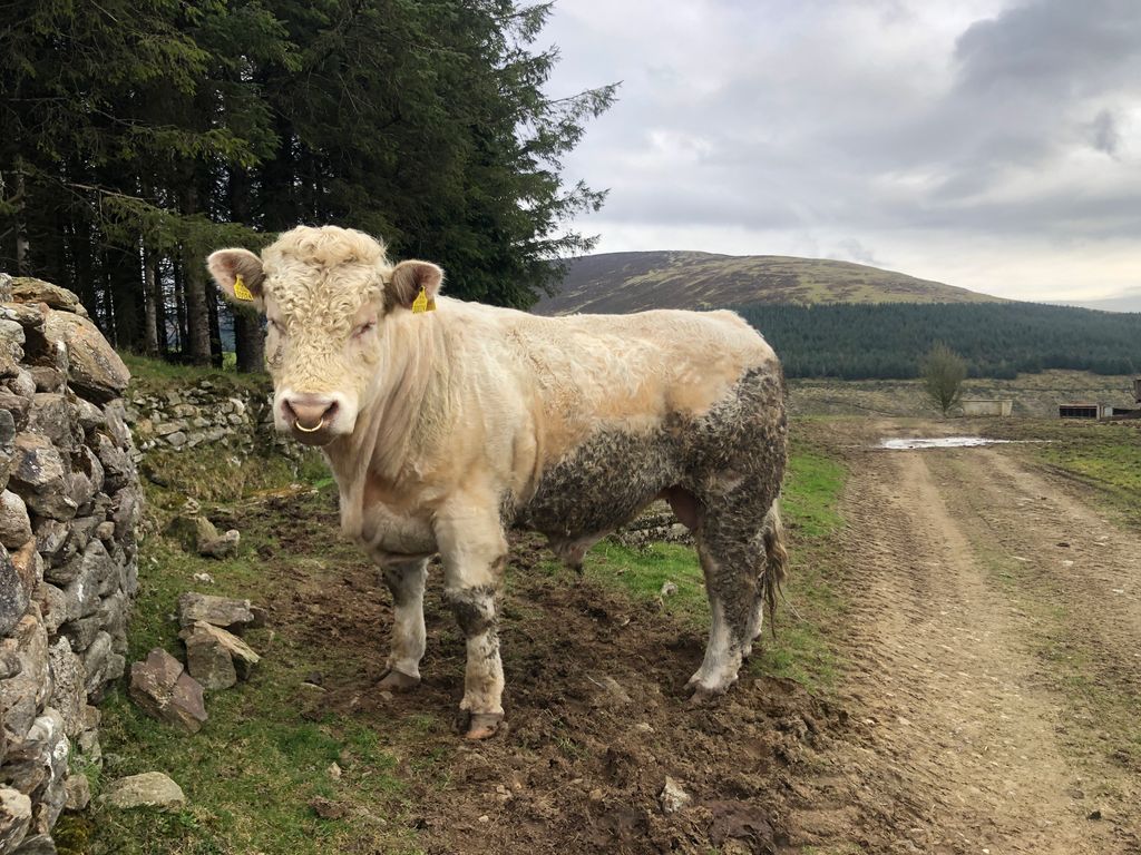Charolais stockbull