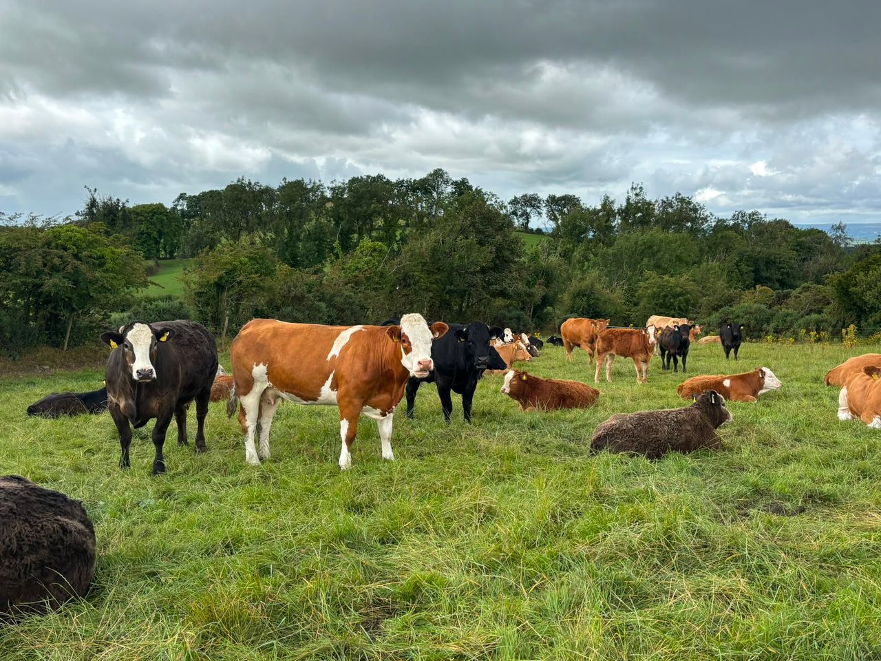 Bull beef and suckler update from Monaghan ABP Monitor Farm