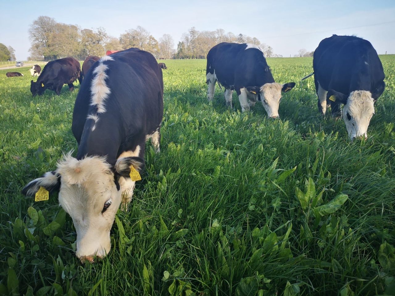 Beef Focus: Meath trial farm aims for 'carbon-neutral' beef