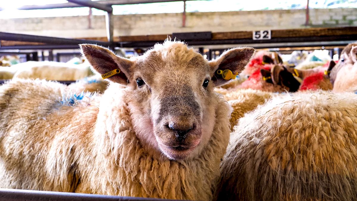 Call to encourage more young farmers to sheep sector