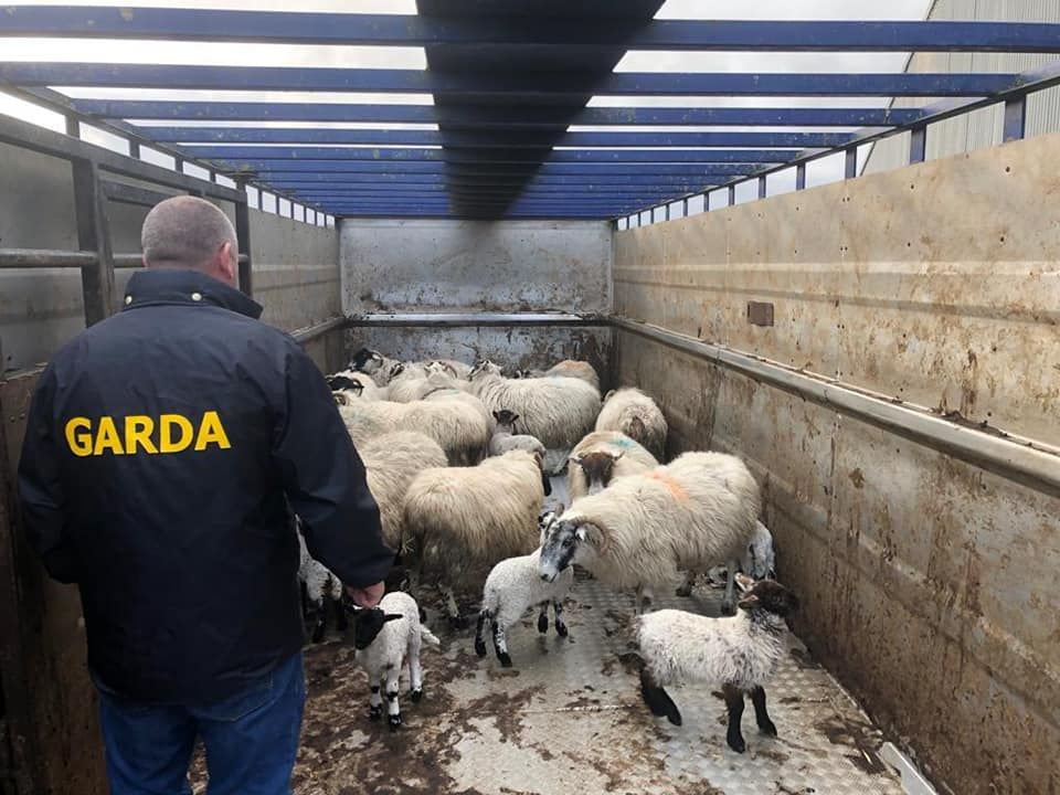 Ewes and lambs seized in Garda investigation