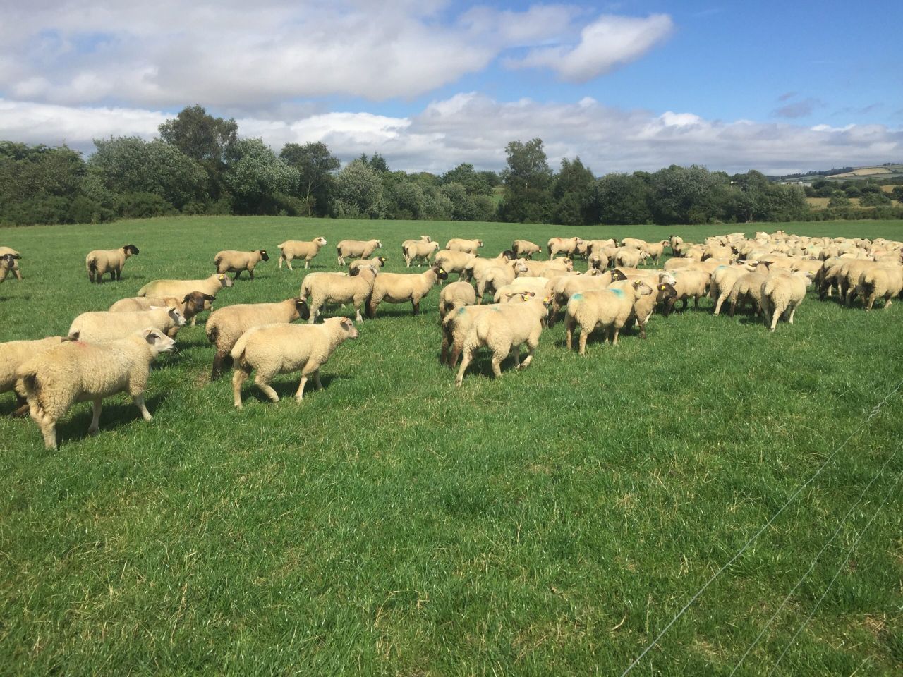 Sheep focus: Weaning an extra 350 lambs in Co. Wexford