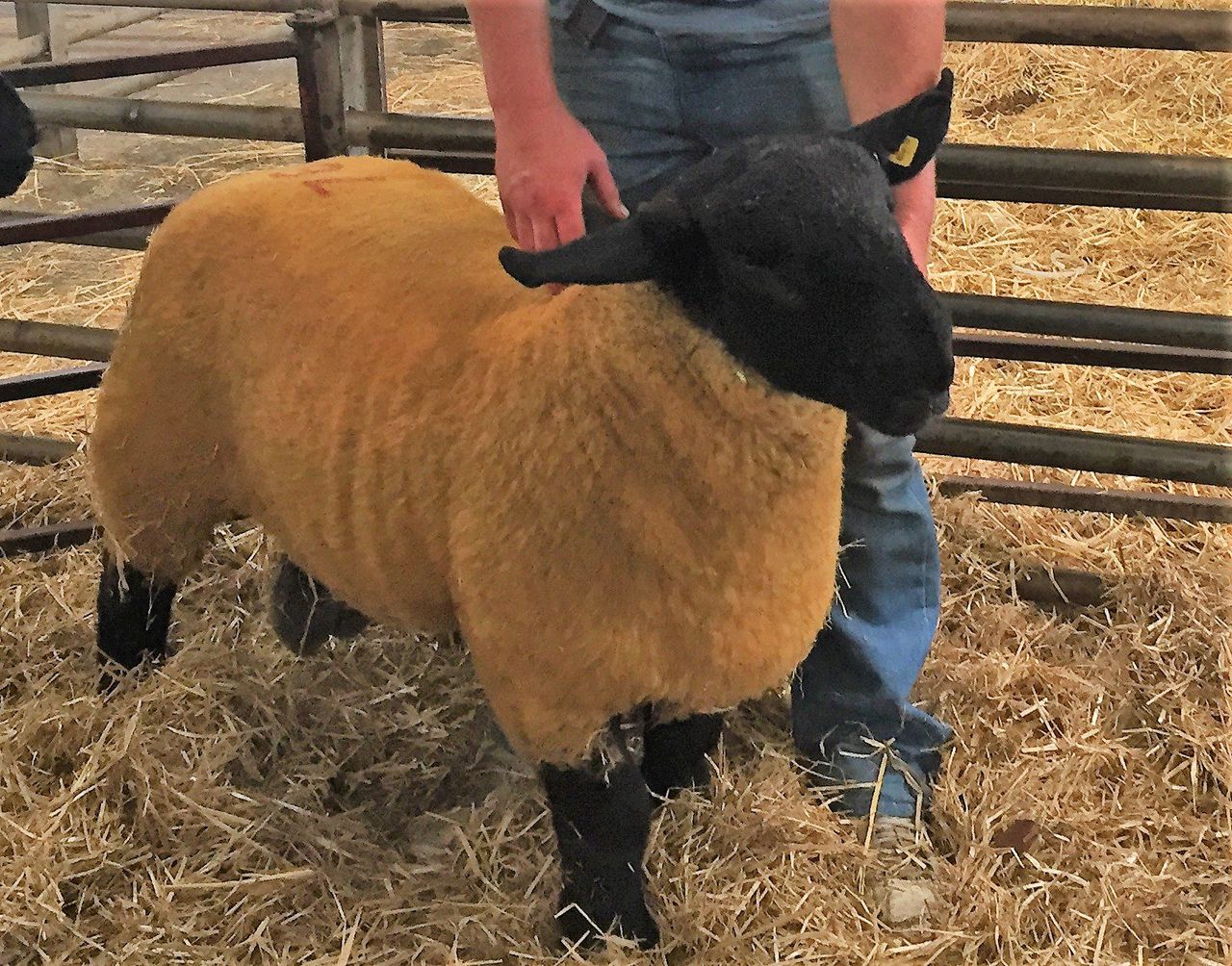 Sheep focus: 'Suffolk sheep have changed a lot and it's just like fashion'