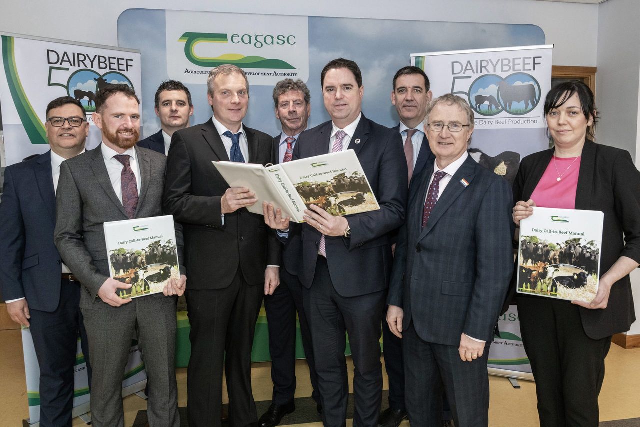 New guide to help improve profitability in dairy calf-to-beef systems