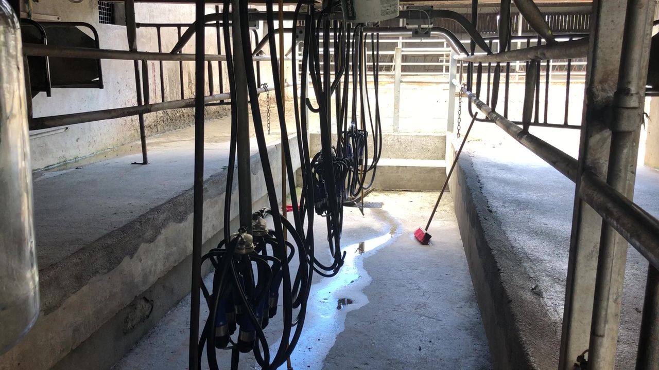 Opinion: Is robotic milking the future of farming?