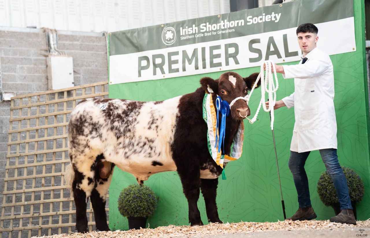 Shorthorn bulls reach €7,100 at premier sale in Carrick