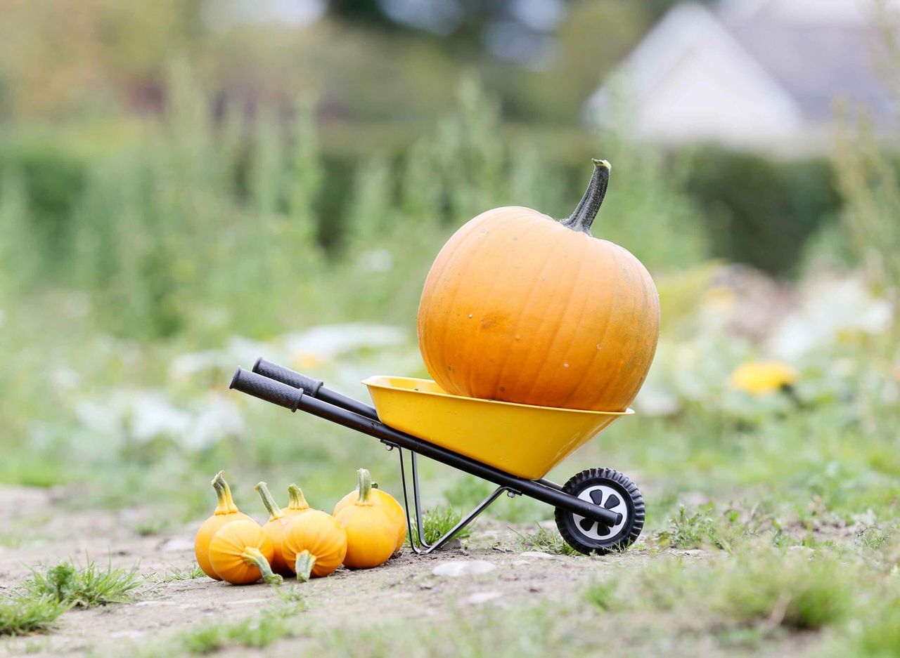 Sales of pumpkins up 32% on last year