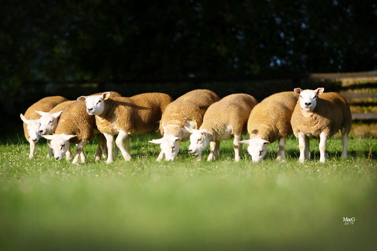 The Irish Texel Sheep Society set to hold its premier show and sale