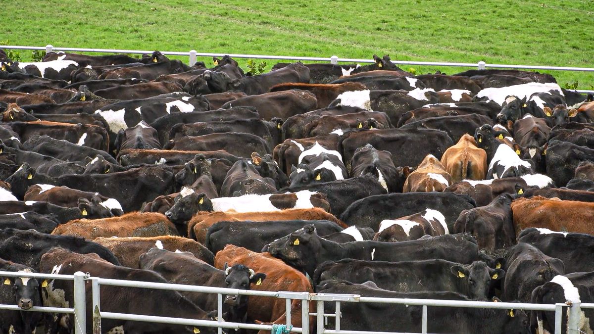 Map: What areas of Ireland have the most cattle?