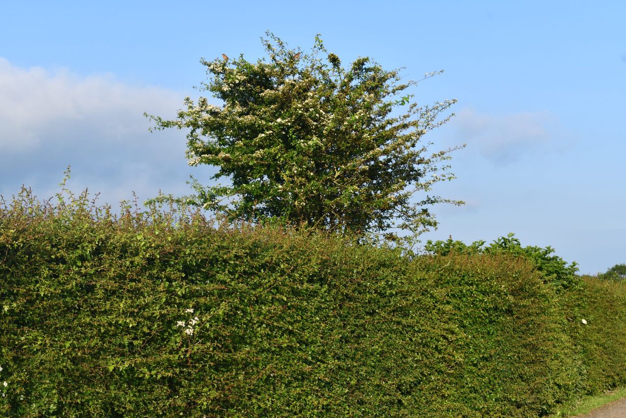 Hedge cutting: Multi-year plans recommended for farmers