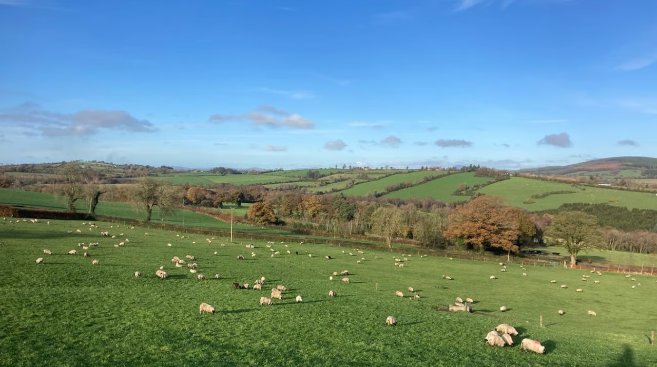 Why a store lamb system works with calf-to-beef on the ABP Demo Farm