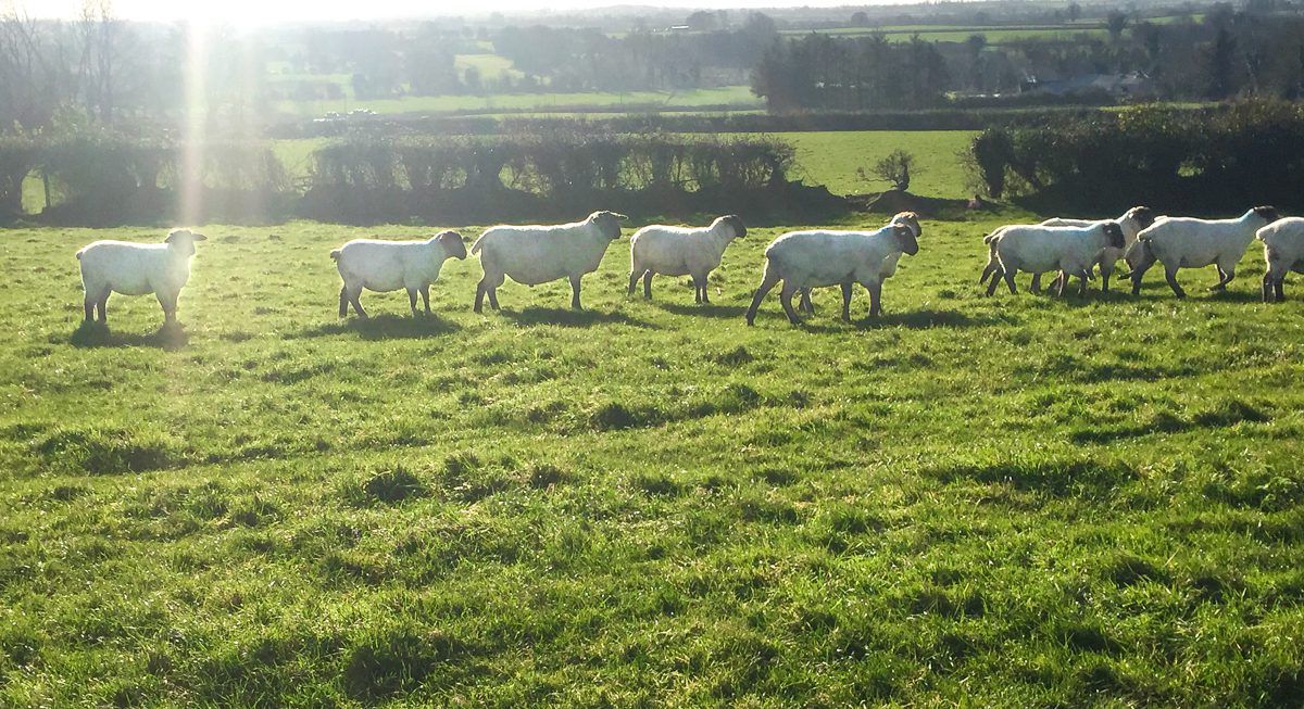 €15 million in Sheep Welfare payments commence
