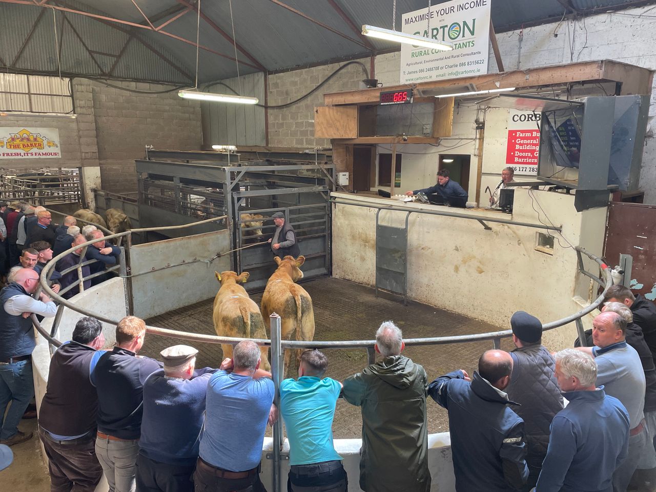 Mart report: Heavy bullocks hit €2,800/head in Granard