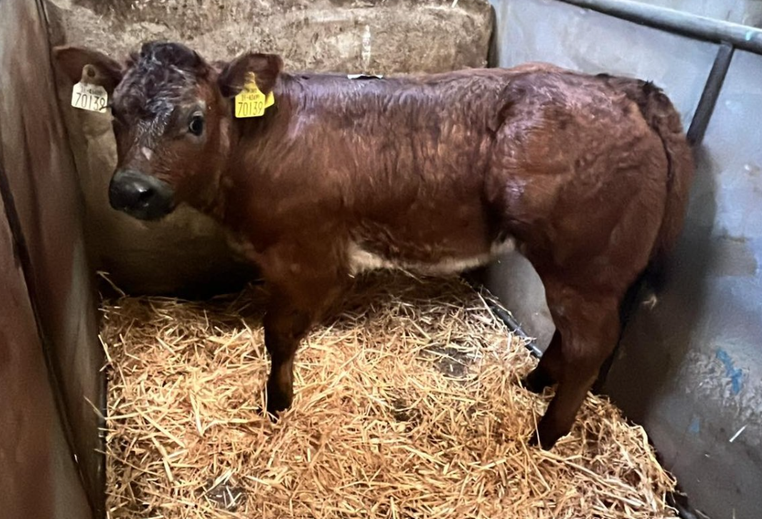 29-day-old calf sells for €2,090 at Carrigallen Mart calf sale