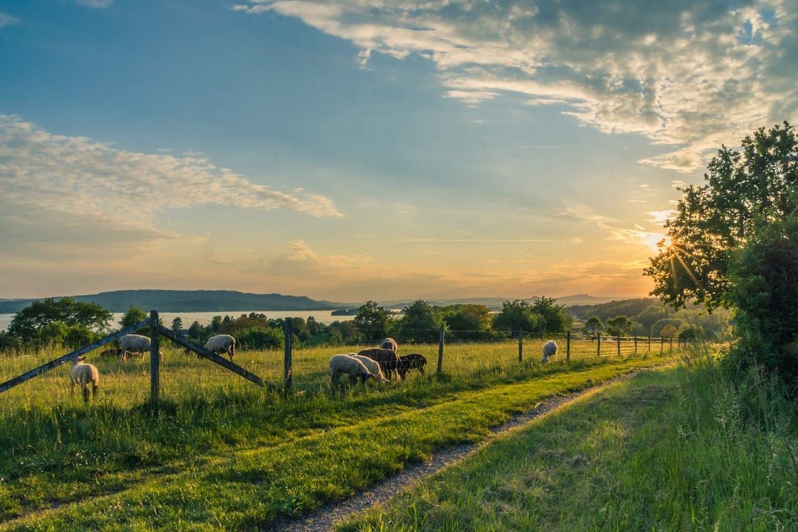 Gardaí investigate theft of sheep from Donegal farm