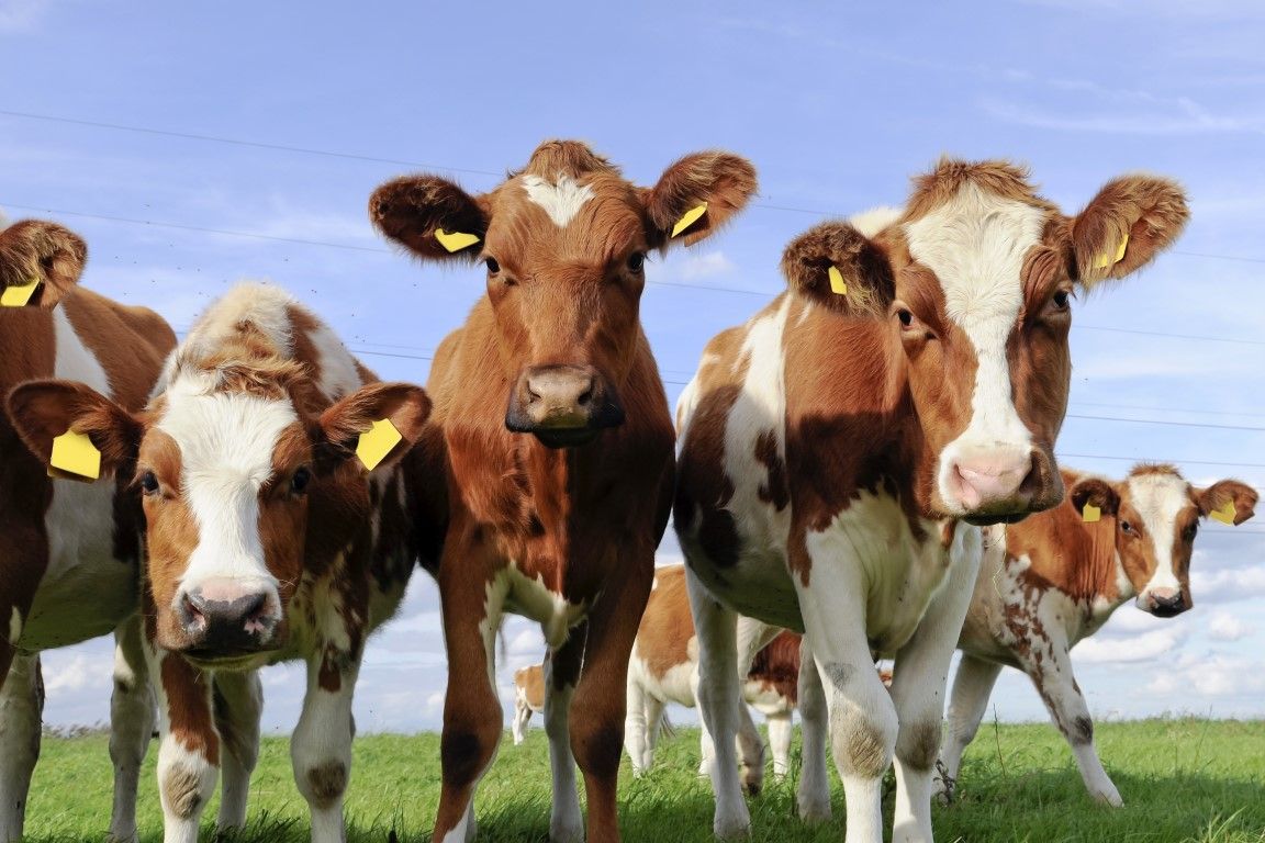 Cork farmer's joy on rehoming of her dairy herd to UK sanctuary