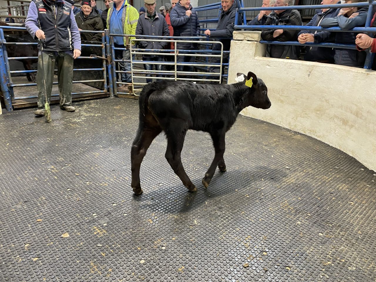 Heavier calves fetching premium prices at mart sales